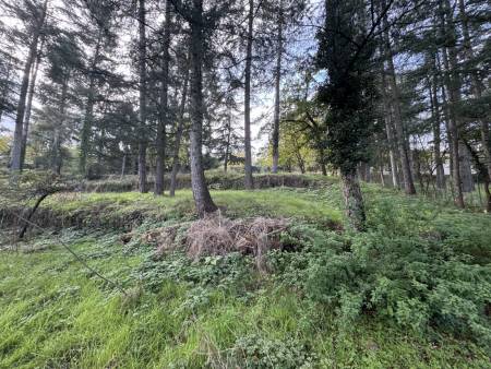 Maison avec grand terrain